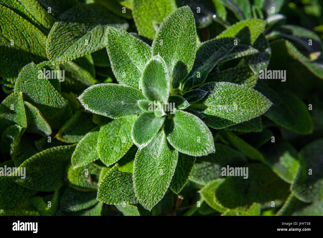 Lämmer Ohren Pflanze Closeup mit grünen Blättern, die aussehen wie bereift. Licht- und Schattenspiel. Geringe Schärfentiefe Stockfoto