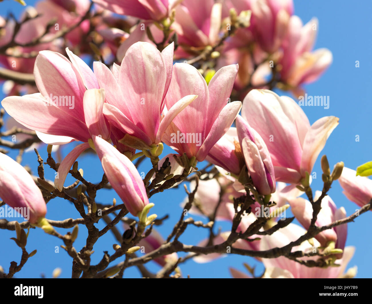 Blühende Magnolie - blühende Magnolie, Blühende Magnolie - blühende Magnolie Stockfoto