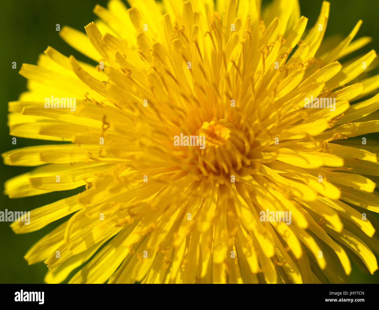 Löwenzahn - Löwenzahn, Löwenzahn - Löwenzahn Stockfoto