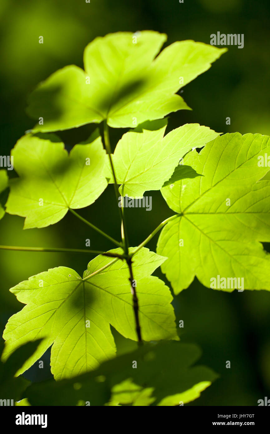 Ahornblätter hinten Licht - Ahornblätter, Ahornblätter Im Gegenlicht - Ahorn-Blätter Stockfoto