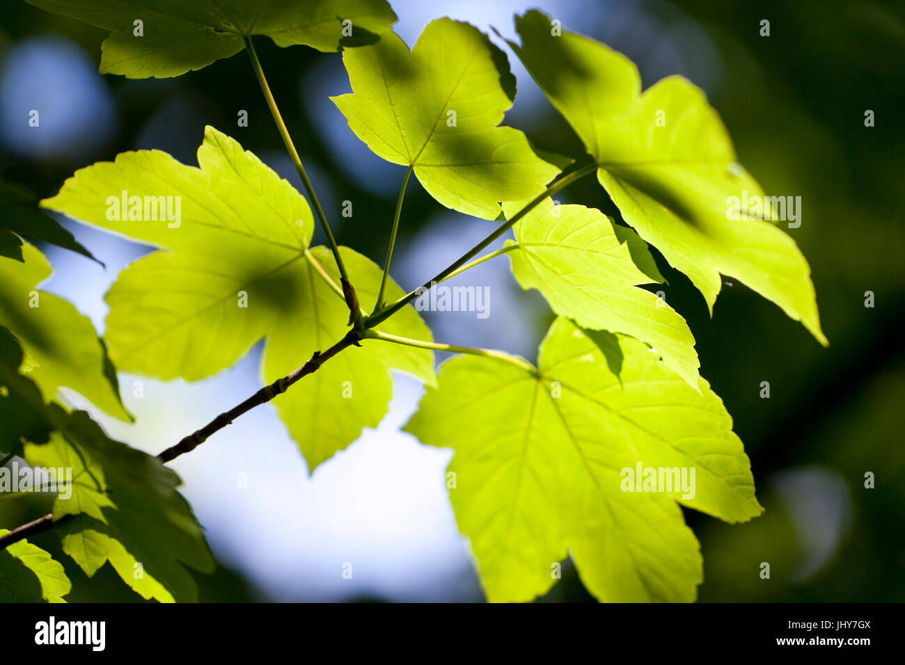 Ahornblätter hinten Licht - Ahornblätter, Ahornblätter Im Gegenlicht - Ahorn-Blätter Stockfoto