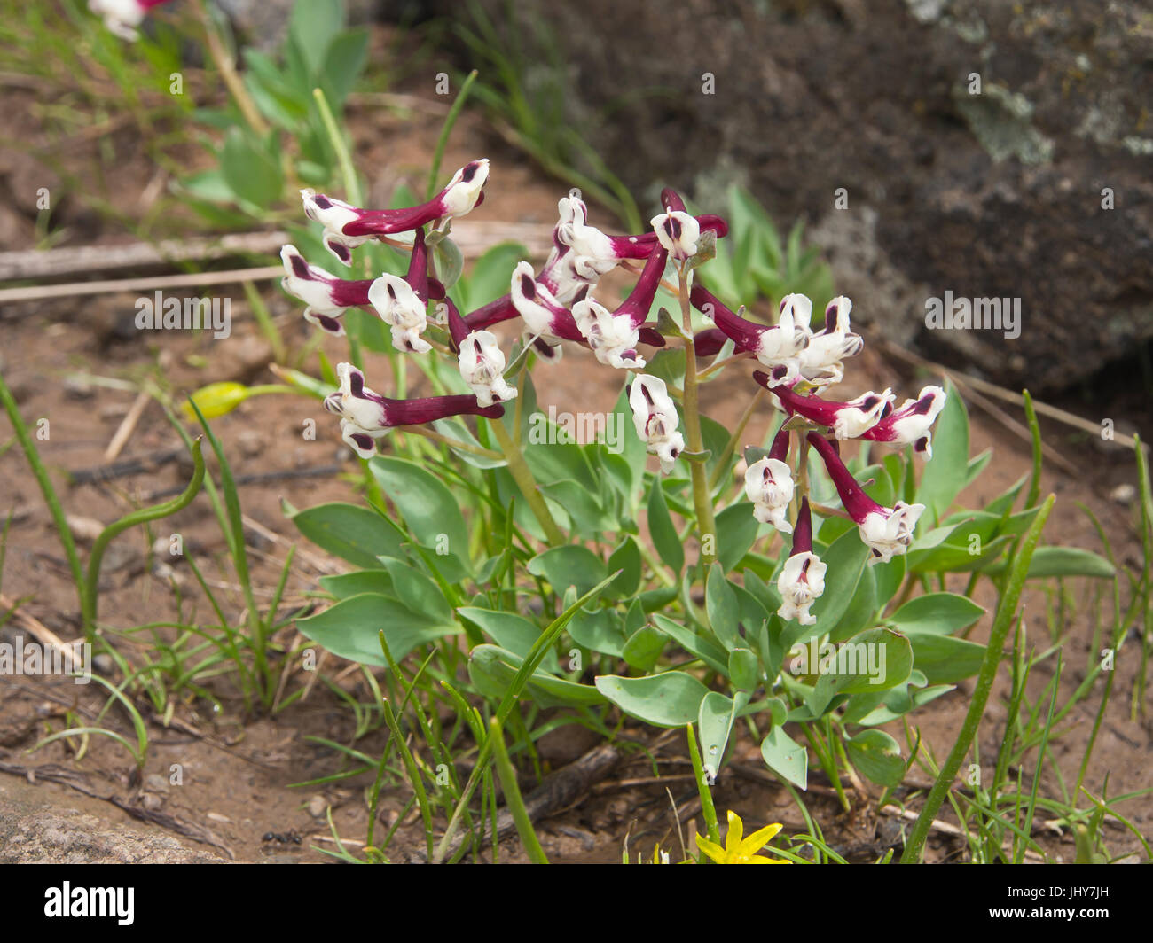 Die roten und weißen Corydalis Erdelii aus der Familie der Papaveraceae im Frühling an den Hängen des Aragats Berg von Armenien Stockfoto