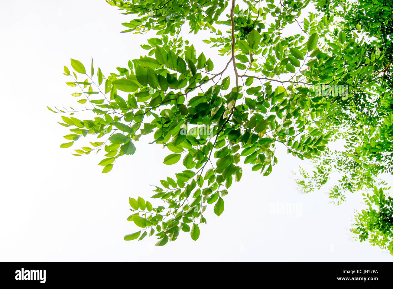 Die Zweige und Blätter sind grün auf weißem Hintergrund, Beschneidungspfad. Stockfoto