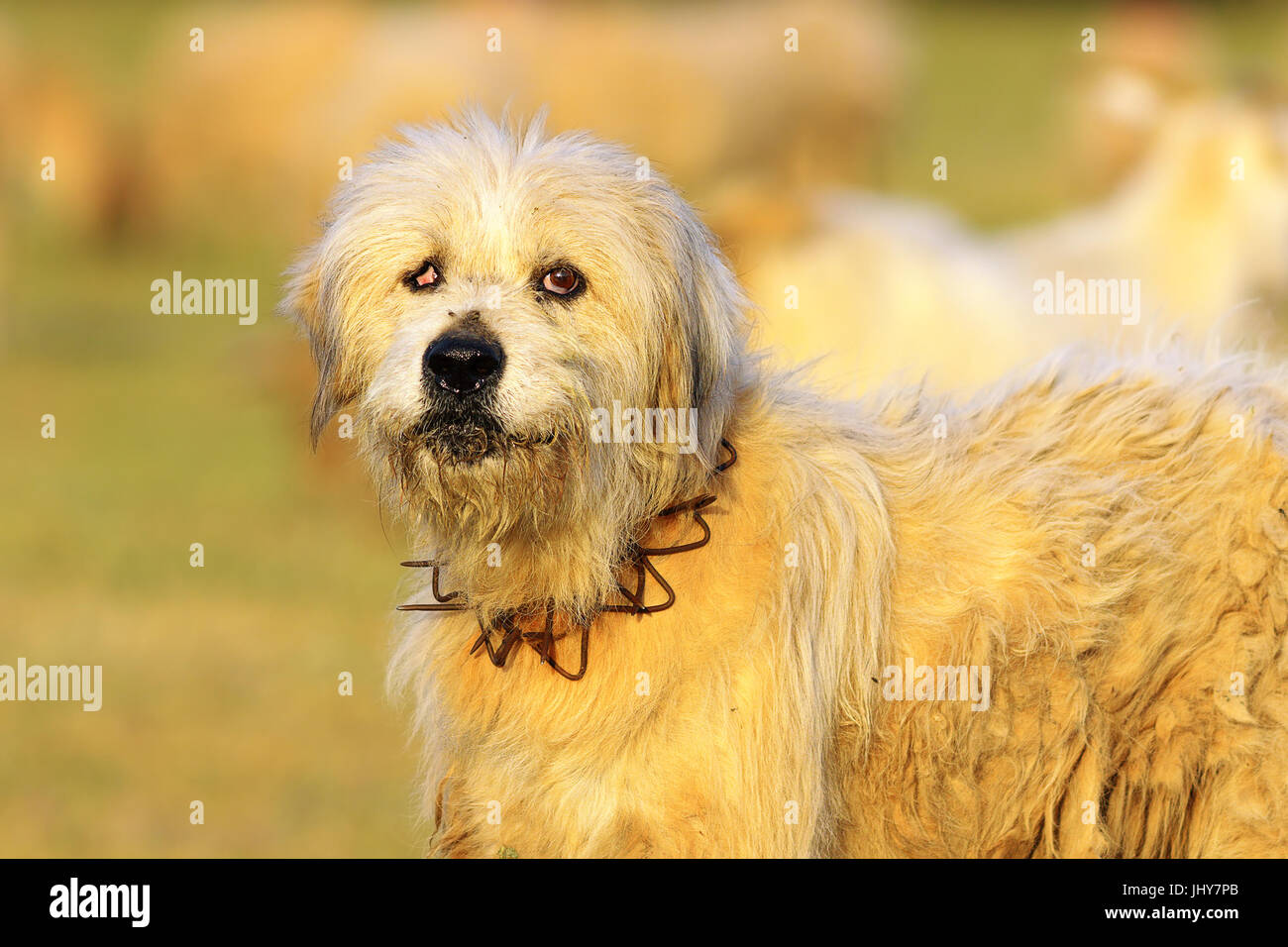 wütend Weiße Schäferhund schaut in die Kamera, Aufnahme, die in der Nähe der farm Stockfoto