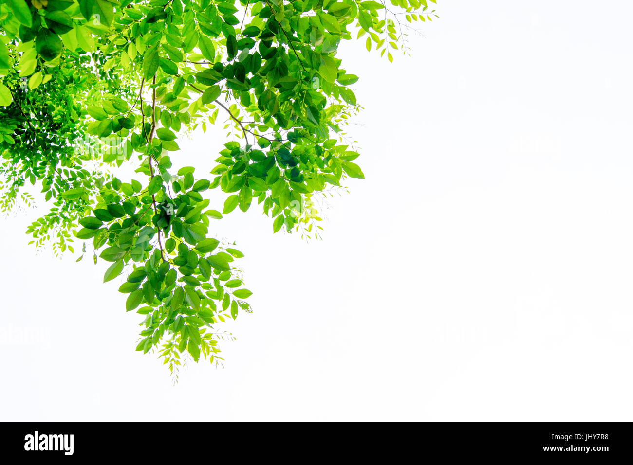Die Zweige und Blätter sind grün auf weißem Hintergrund, Beschneidungspfad. Stockfoto