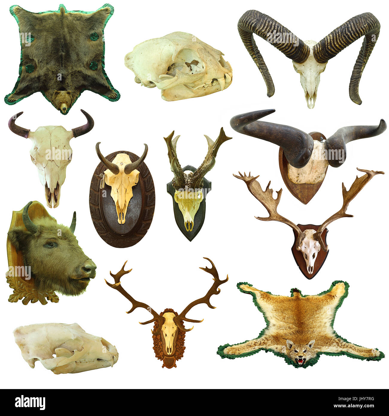 Sammlung von isolierten Jagdtrophäen, Wildtiere auf weißem Hintergrund Stockfoto
