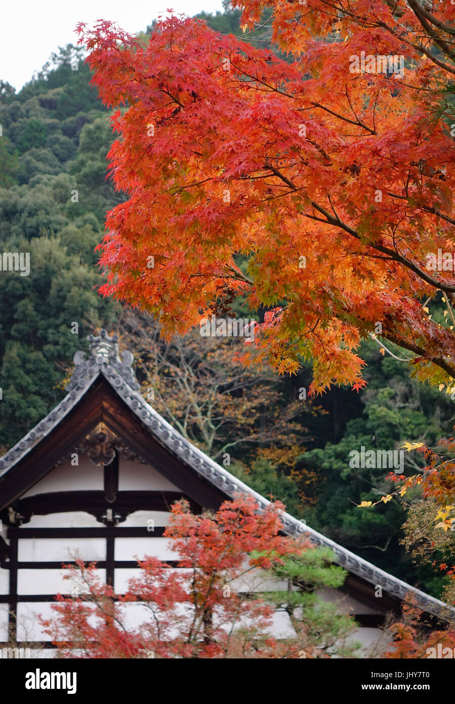 Herbstliche Bäume mit Main Hall der Eikando Tempel in Kyoto, Japan. Eikando Zenrinji Tempel befindet sich in der oberen Mitte östlich der Stadt Kyoto. Stockfoto