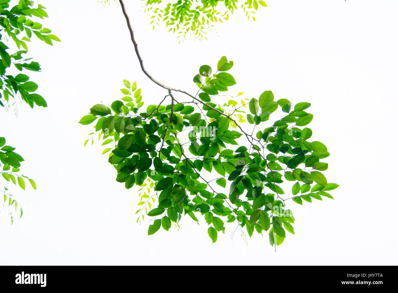 Die Zweige und Blätter sind grün auf weißem Hintergrund, Beschneidungspfad. Stockfoto