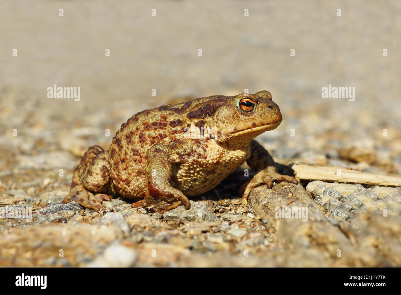 gemeinsamen europäischen braun Kröte auf Schotter, vorbei an der Landstraße (Bufo, weiblich) Stockfoto