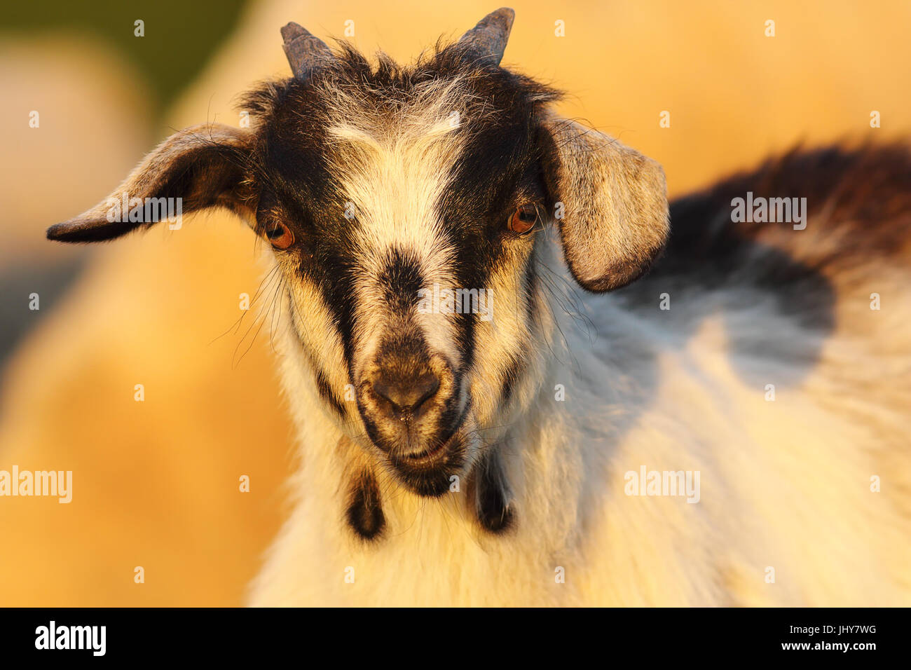 süße junge gesprenkelte Ziege Porträt in die Kamera schaut Stockfoto