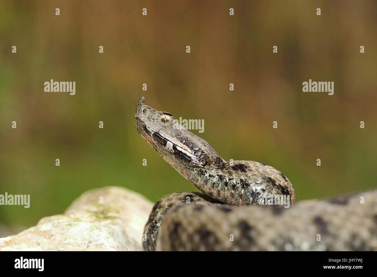 gefährliche europäische Schlange bereit zum Angriff auf einem Felsen (Nase Hornotter Vipera Ammodytes) stehend Stockfoto