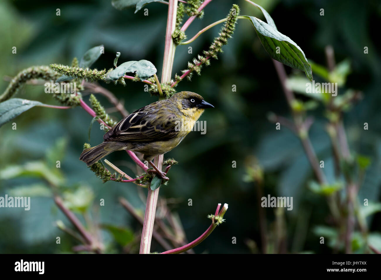 Pine Warbler (Setophaga Pinus) auf Ast, Addis Abeba, Äthiopien Stockfoto