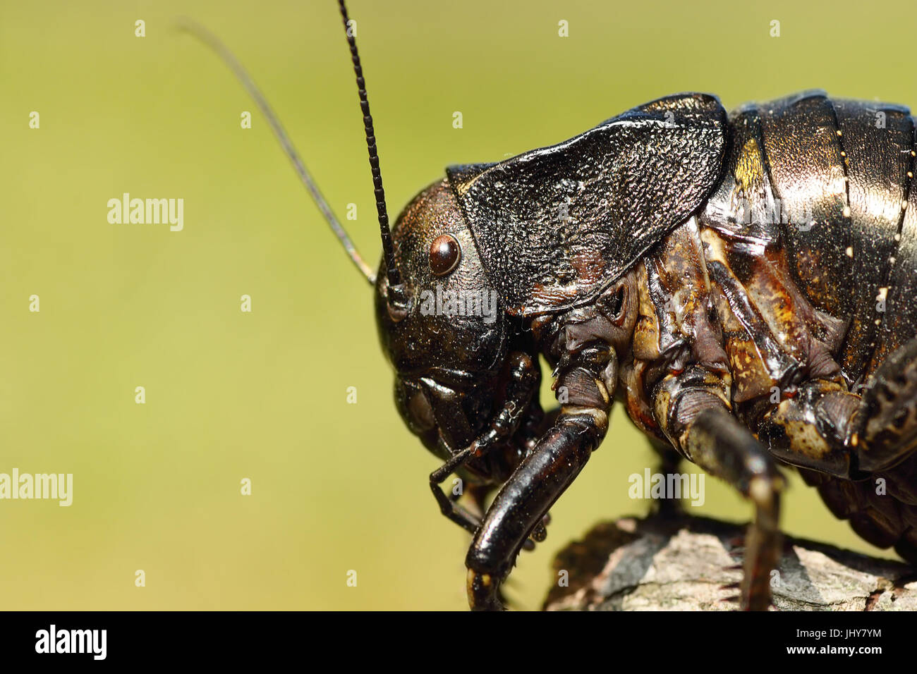 Makro-Bild große bauchige Cricket (Bradiphorus Dasiphus) Stockfoto