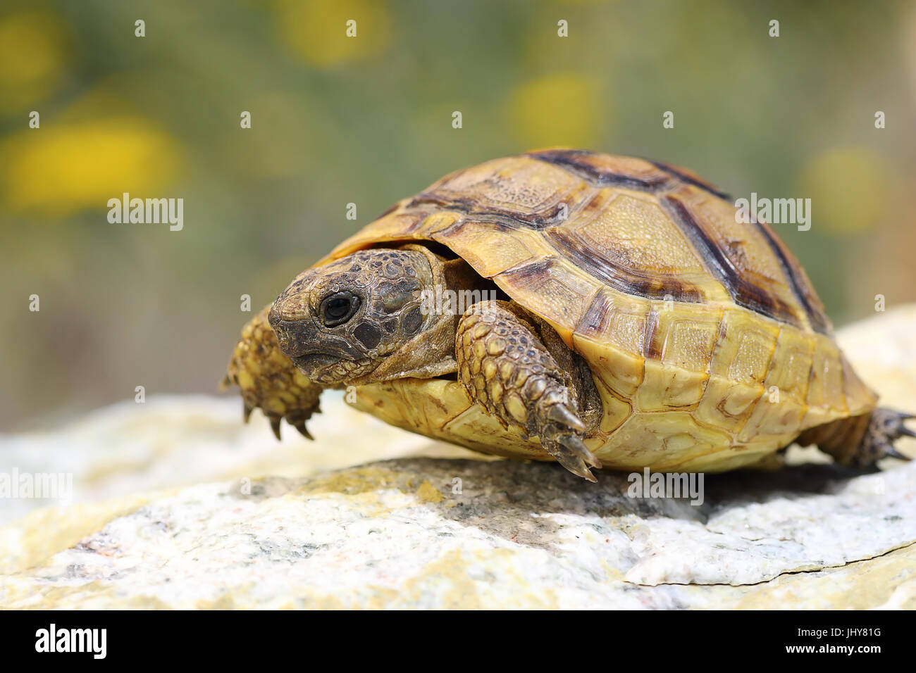 Testudo Graeca zu Fuß auf einem Felsen im natürlichen Lebensraum, erwachsenes Tier (Sporn-thighed oder griechische Schildkröte) Stockfoto