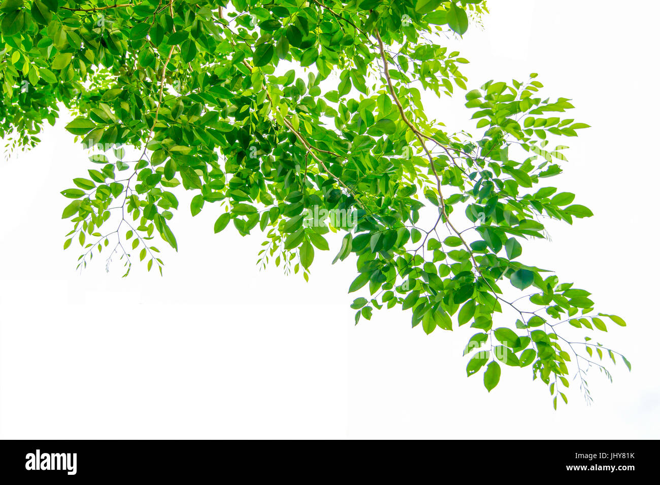 Die Zweige und Blätter sind grün auf weißem Hintergrund, Beschneidungspfad. Stockfoto