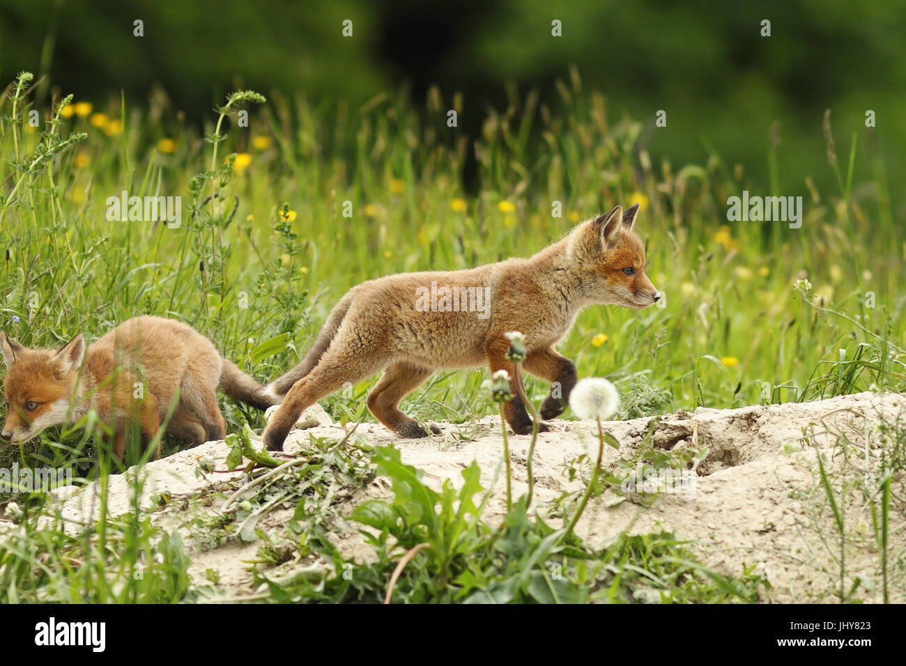 wilde Rotfuchs Welpen spielen in der Nähe der Höhle (Vulpes) Stockfoto