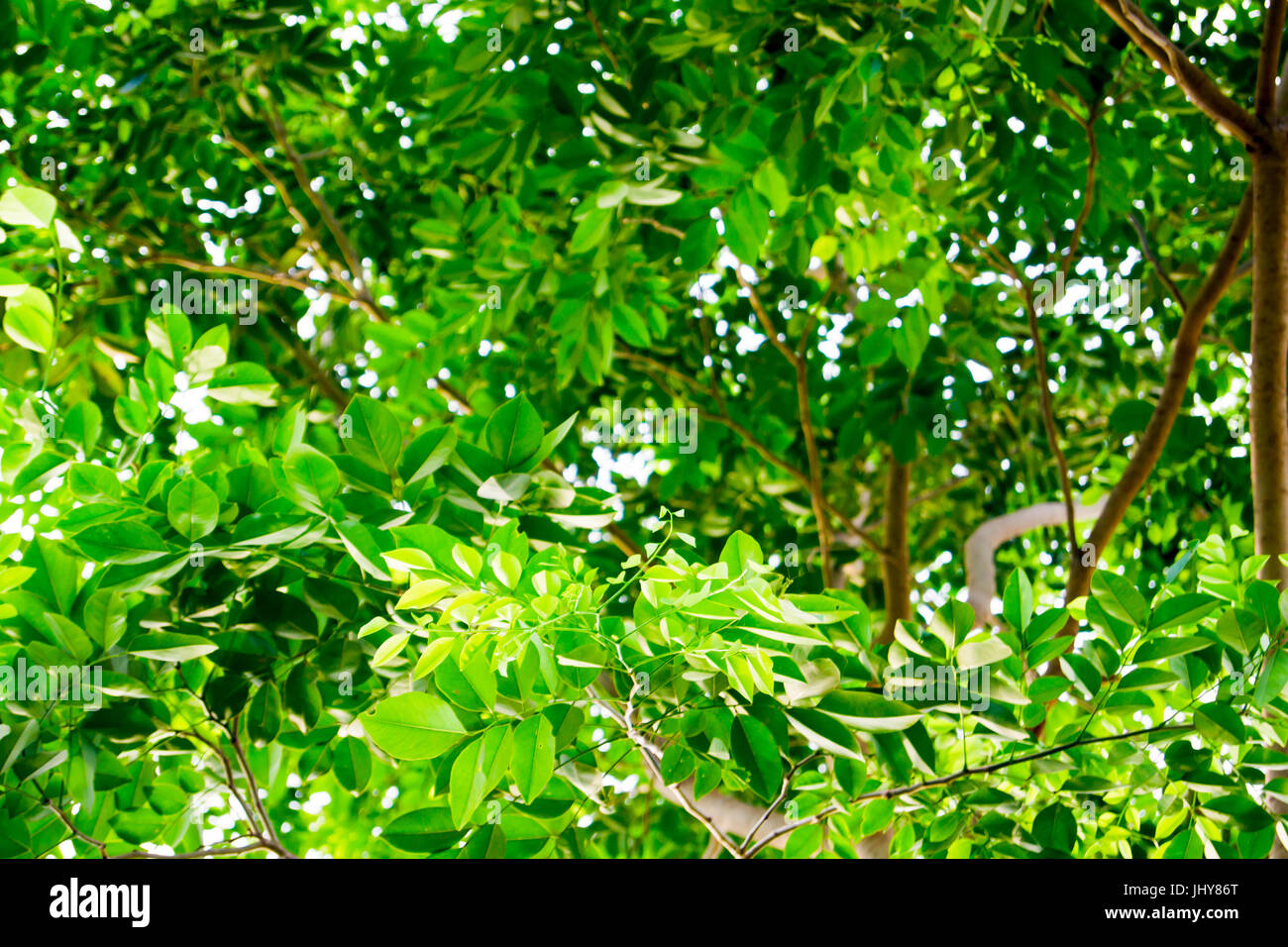 Die Zweige und Blätter sind grün auf weißem Hintergrund, Beschneidungspfad. Stockfoto