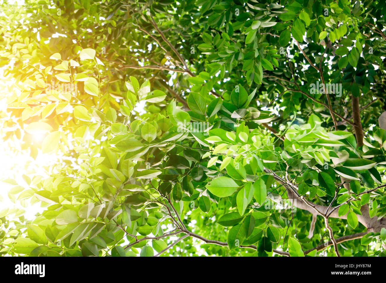 Die Zweige und Blätter sind grün auf weißem Hintergrund, Beschneidungspfad. Stockfoto