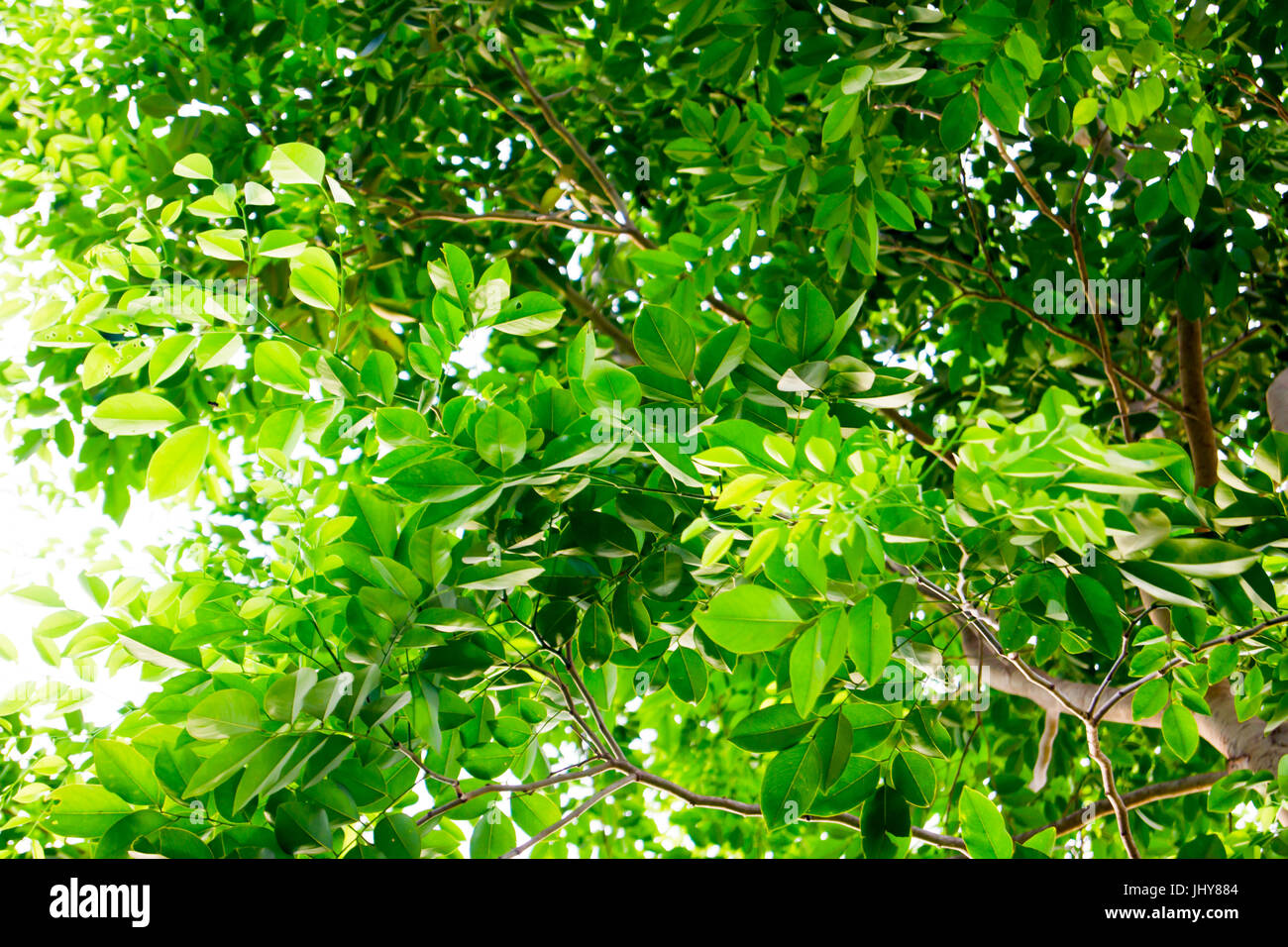Die Zweige und Blätter sind grün auf weißem Hintergrund, Beschneidungspfad. Stockfoto