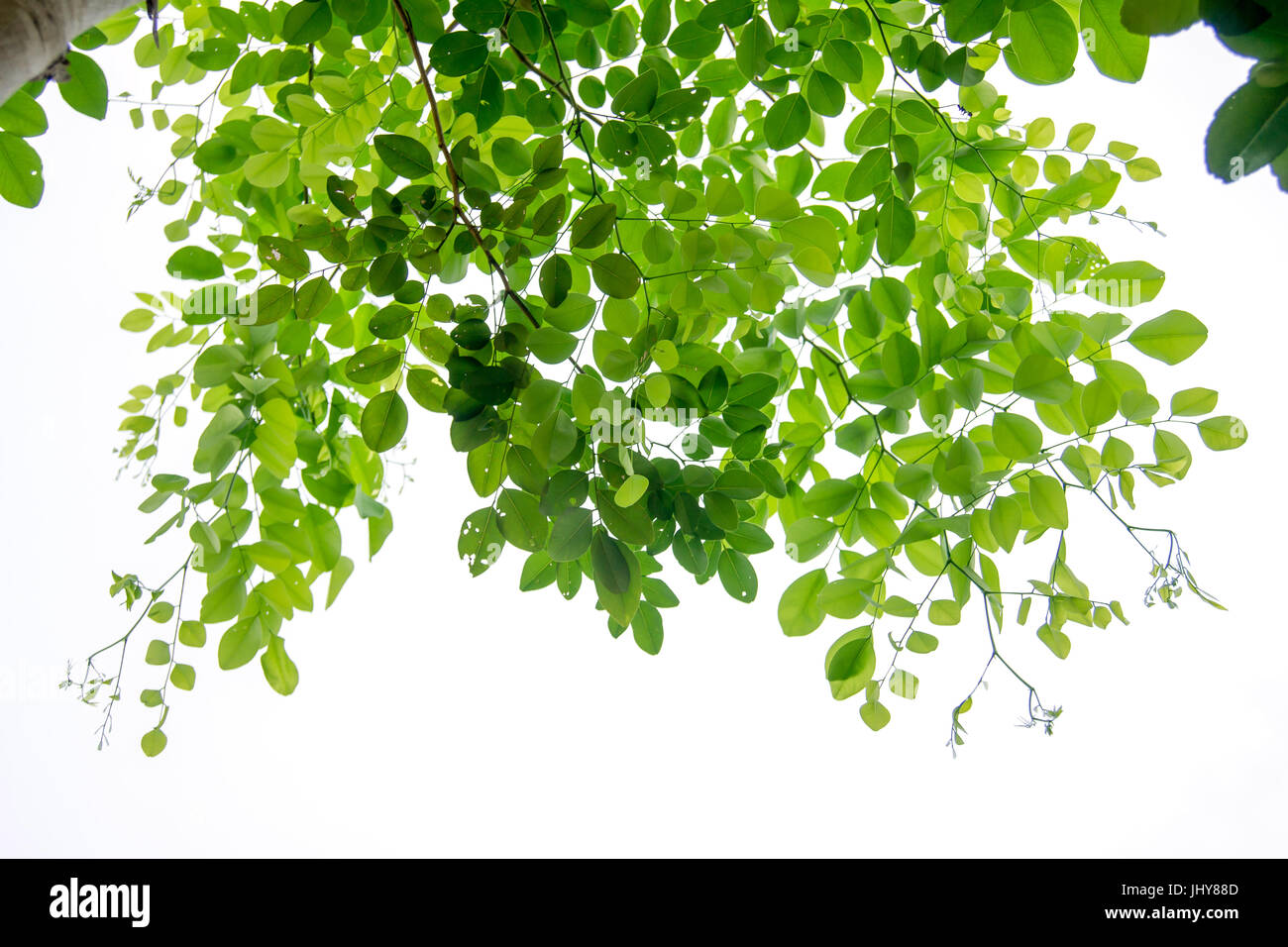 Die Zweige und Blätter sind grün auf weißem Hintergrund, Beschneidungspfad. Stockfoto