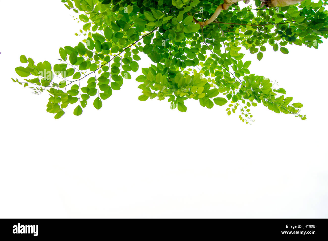 Die Zweige und Blätter sind grün auf weißem Hintergrund, Beschneidungspfad. Stockfoto