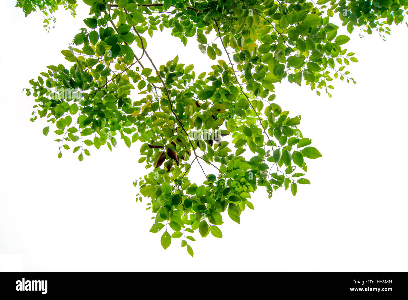 Die Zweige und Blätter sind grün auf weißem Hintergrund, Beschneidungspfad. Stockfoto