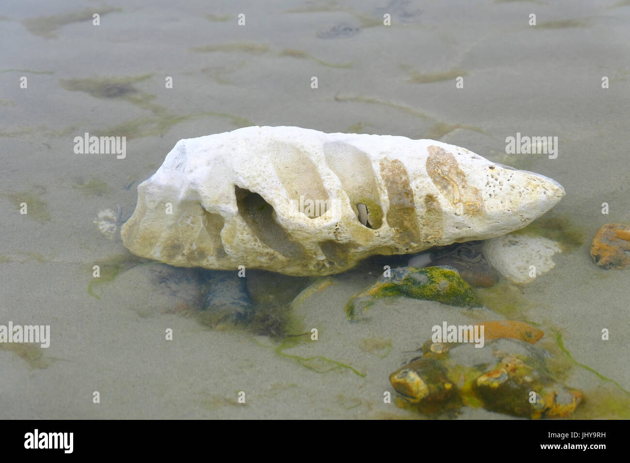 Die ungewöhnlich geformten große weißen Stein am Strand. Erosion im Laufe der Zeit hat eine Reihe von Löchern im Stein geschaffen. Ferring Strand in der Nähe von Worthing, West Sussex, UK Stockfoto Die ungewöhnlich geformten große weißen Stein am Strand. Erosion im Laufe der Zeit hat eine Reihe von Löchern im Stein geschaffen. Ferring Strand in der Nähe von Worthing, West Sussex, UK Stockfoto