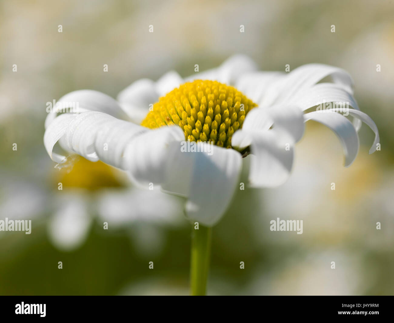 Margerite - Marguerite Stockfoto