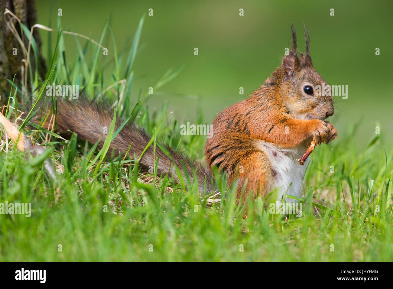 Eichhörnchen (Sciurus Vulgaris), erwachsenes Weibchen füttern Stockfoto