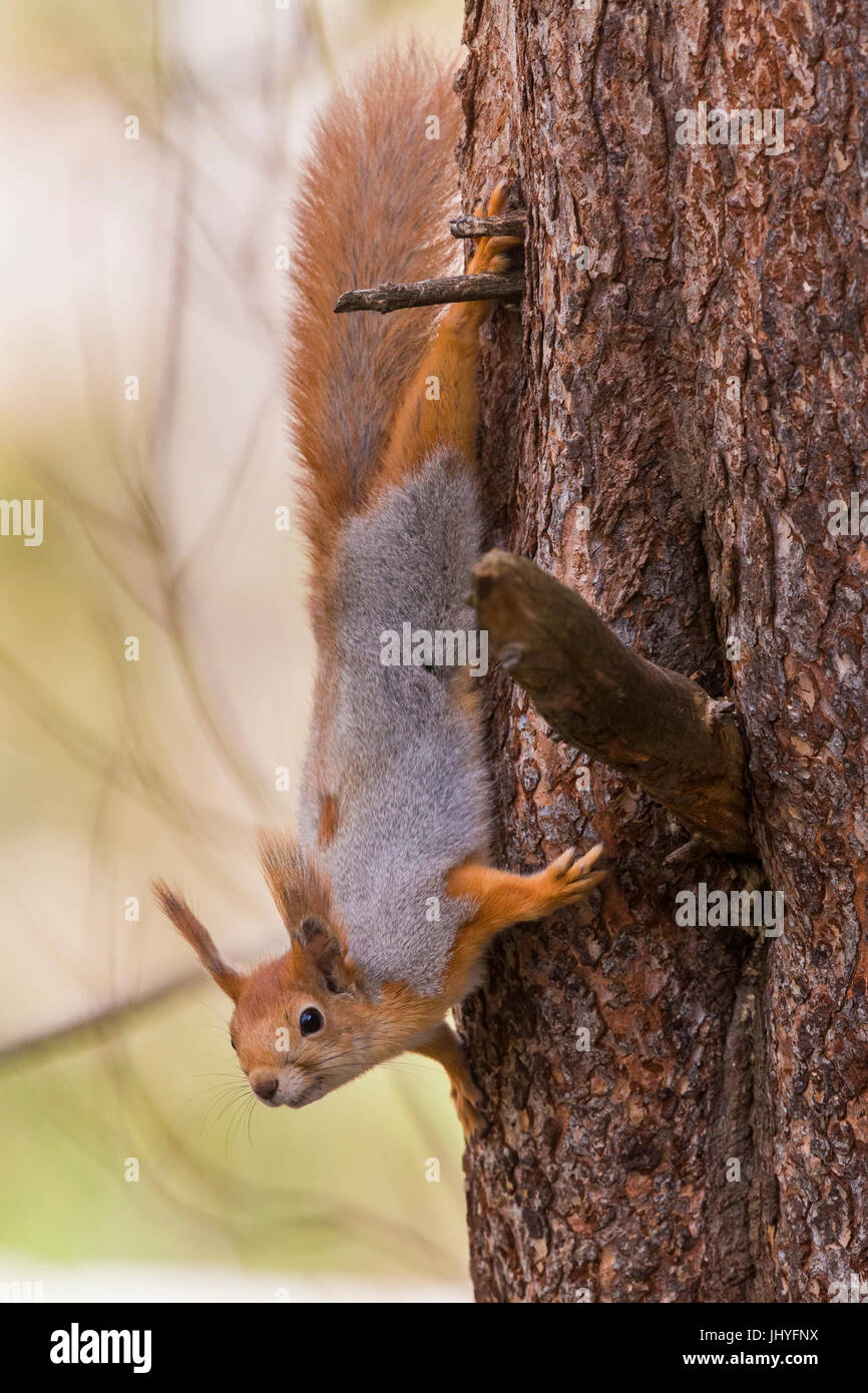 Eichhörnchen (Sciurus Vulgaris), Erwachsene an einem Baum Rinde absteigend Stockfoto