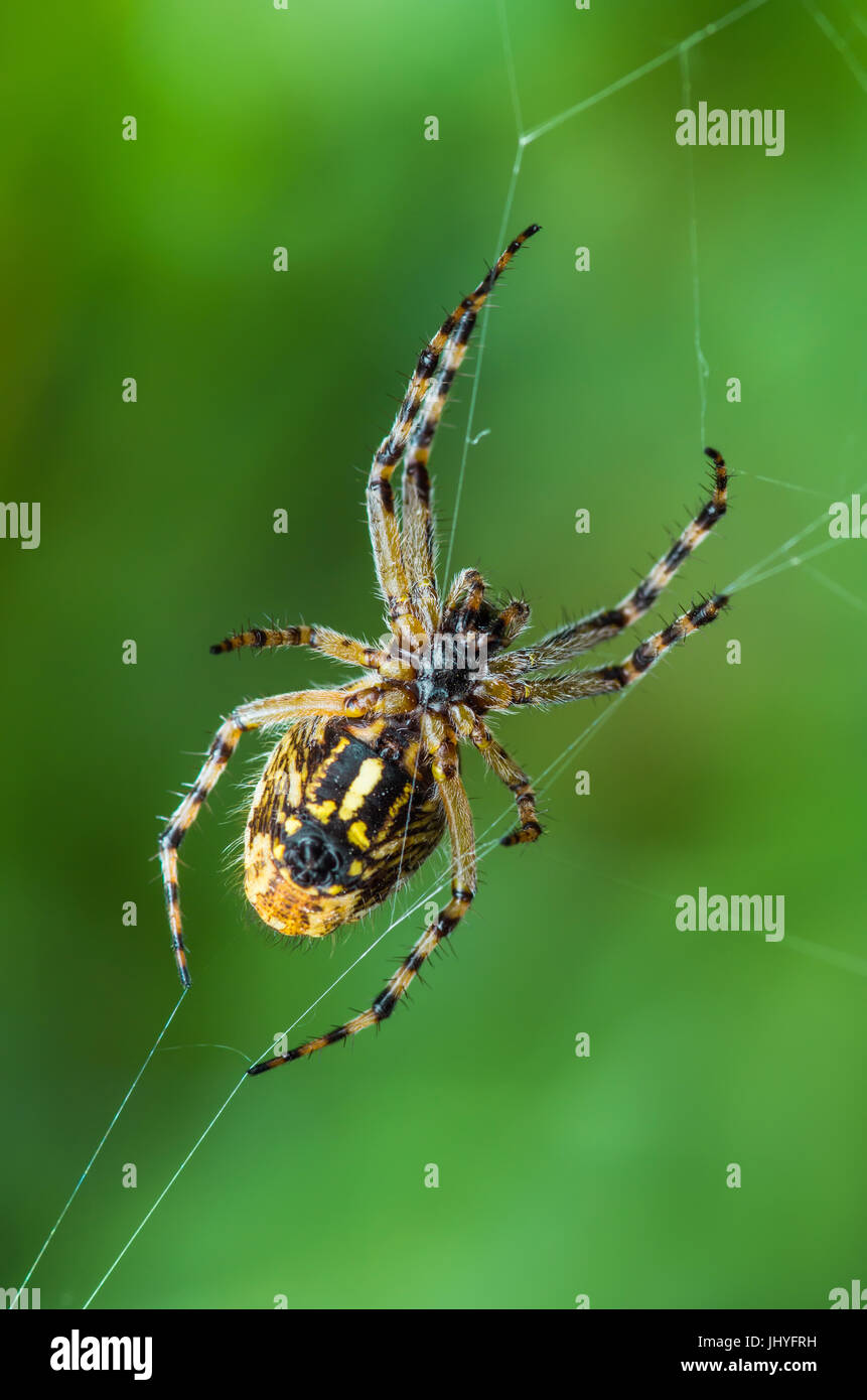Spinne Insekt auf Webmakro Stockfoto