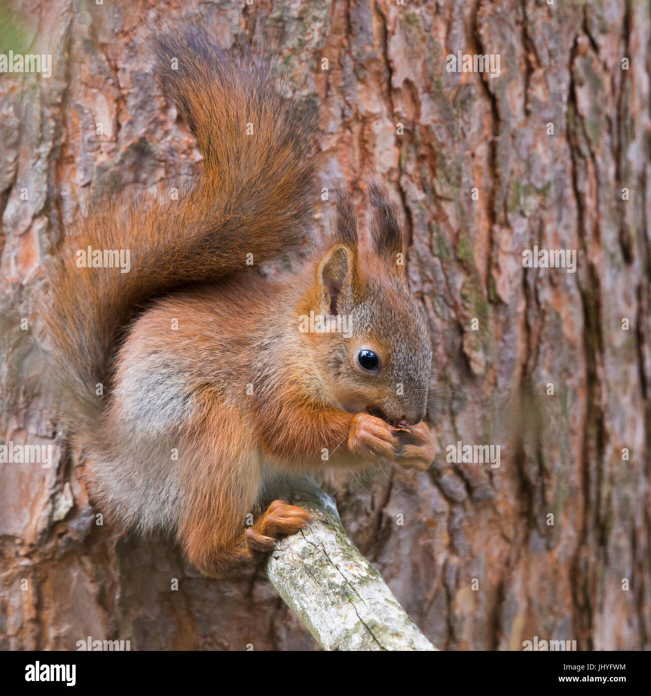 Eichhörnchen (Sciurus Vulgaris), Rundgang Fütterung und Seeting auf einen Tannenzweig Stockfoto