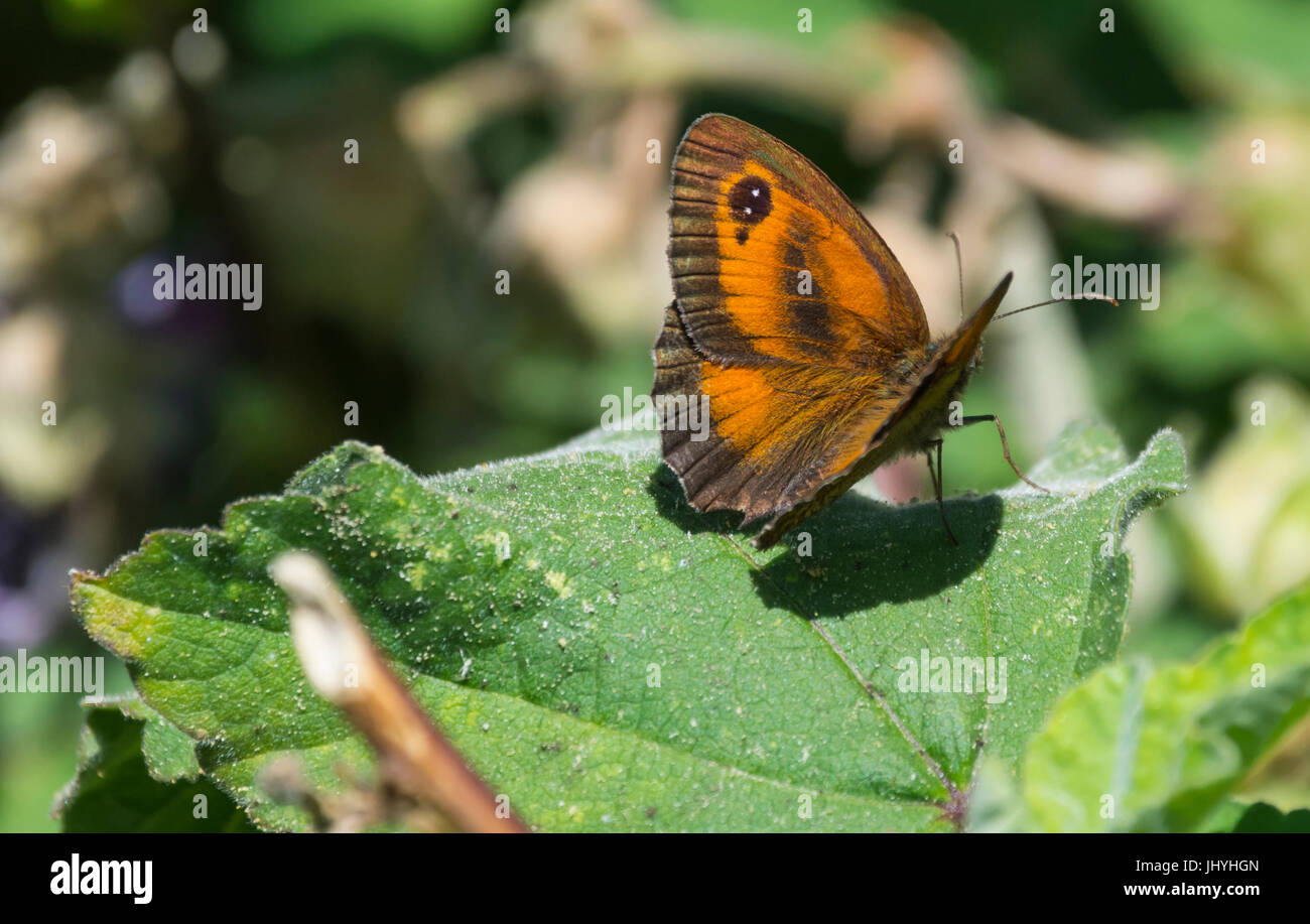 Gatekeeper Schmetterling (Pyronia Tithonus), AKA Hedge Brown, angesiedelt auf einem Blatt im Sommer im südlichen England, UK. Stockfoto