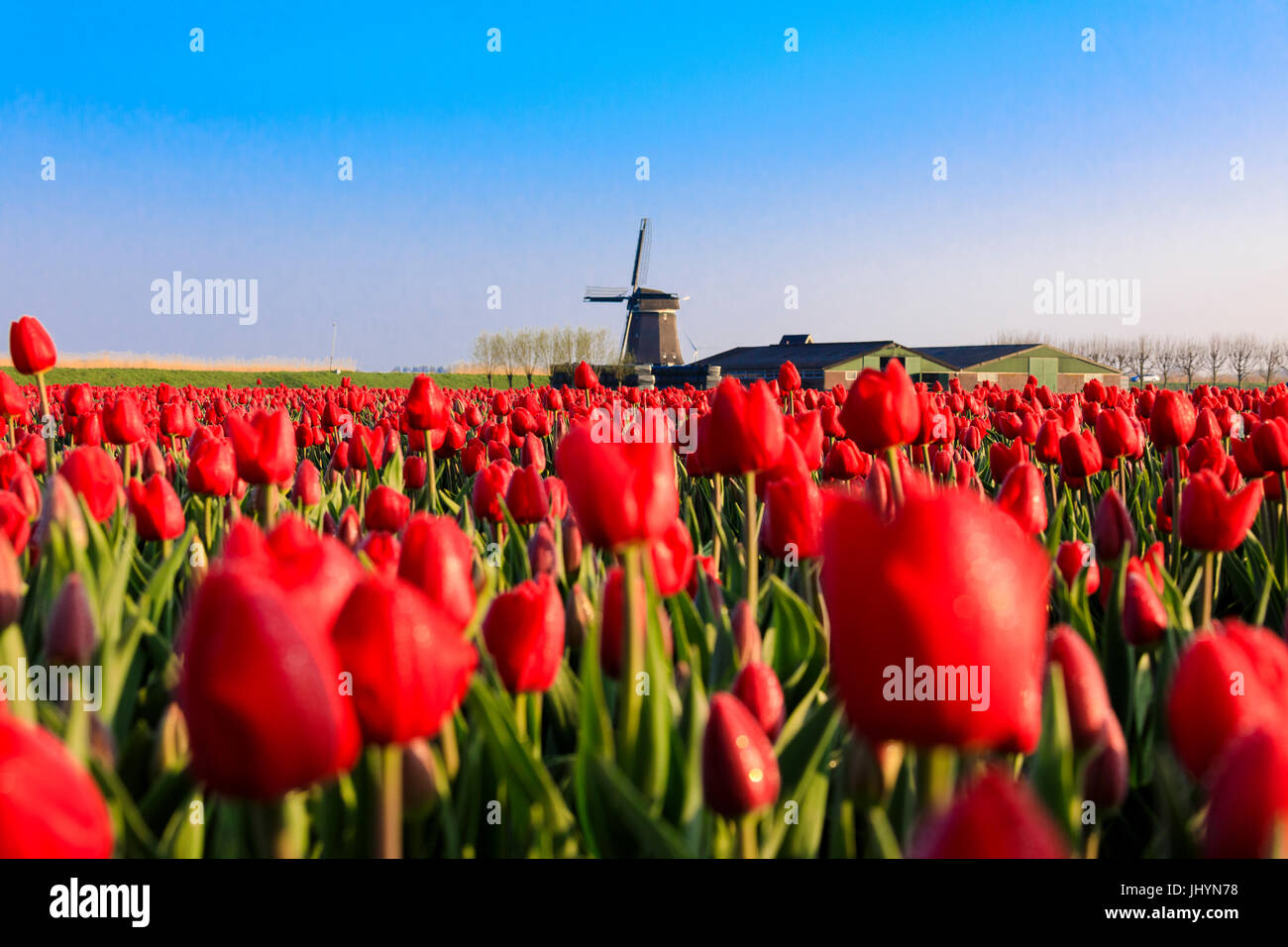 Felder von roten Tulpen umgeben die typische Windmühle, Berkmeer, Gemeinde Koggenland, Nord-Holland, Niederlande, Europa Stockfoto