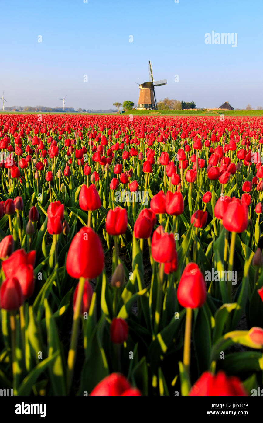 Felder von roten Tulpen umgeben die typische Windmühle, Berkmeer, Gemeinde Koggenland, Nord-Holland, Niederlande, Europa Stockfoto