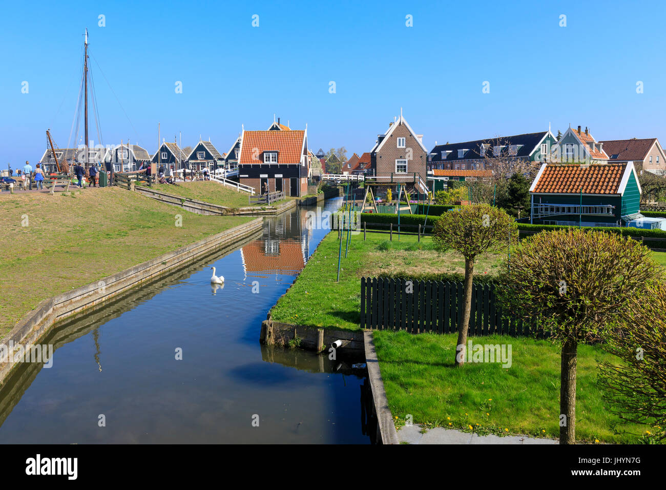Weißer Schwan in den Kanal, umgeben von Wiesen und typischen Holzhäusern, Marken, Waterland, Nordholland, Niederlande Stockfoto