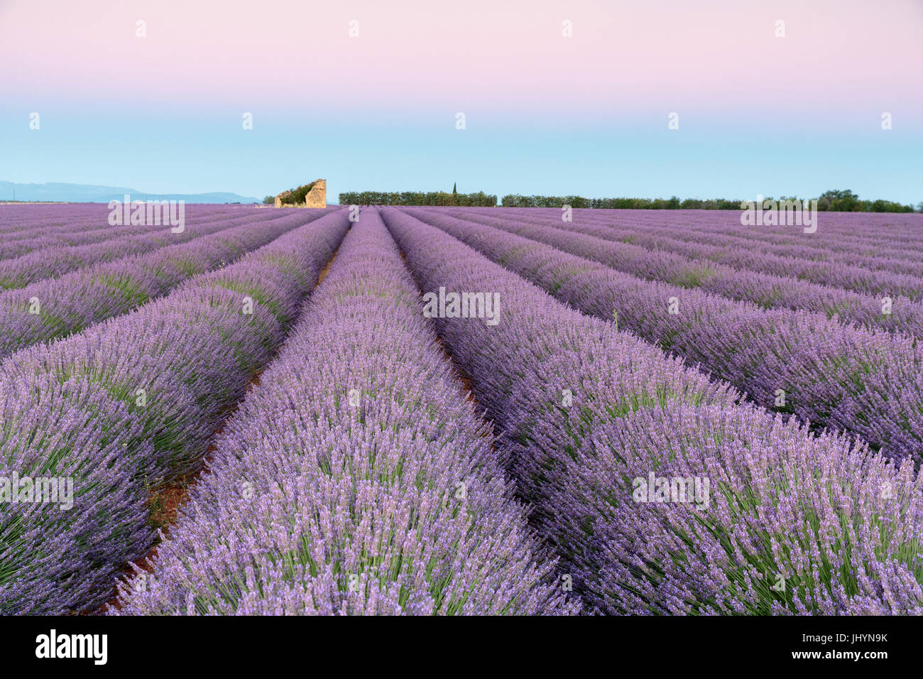 Ruinen in einem Lavendelfeld bei Dämmerung, Plateau de Valensole, Alpes-de-Haute-Provence, Provence-Alpes-Cote d ' Azur, Frankreich, Europa Stockfoto