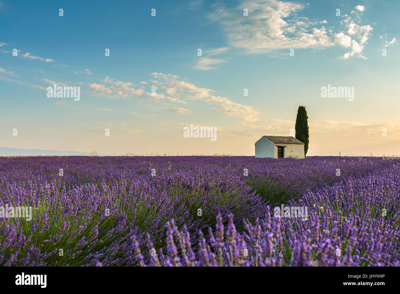 Landhaus mit Baum in einem Lavendel Ernte, Plateau de Valensole, Alpes-de-Haute-Provence, Provence-Alpes-Cote d ' Azur, Frankreich Stockfoto