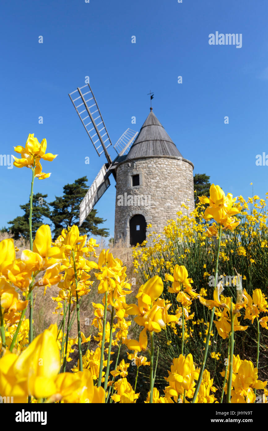 Saint-Elzear Windmühle mit gelben Blüten im Vordergrund, Montfuron, Alpes-de-Haute-Provence, Cote d ' Azur, Frankreich Stockfoto