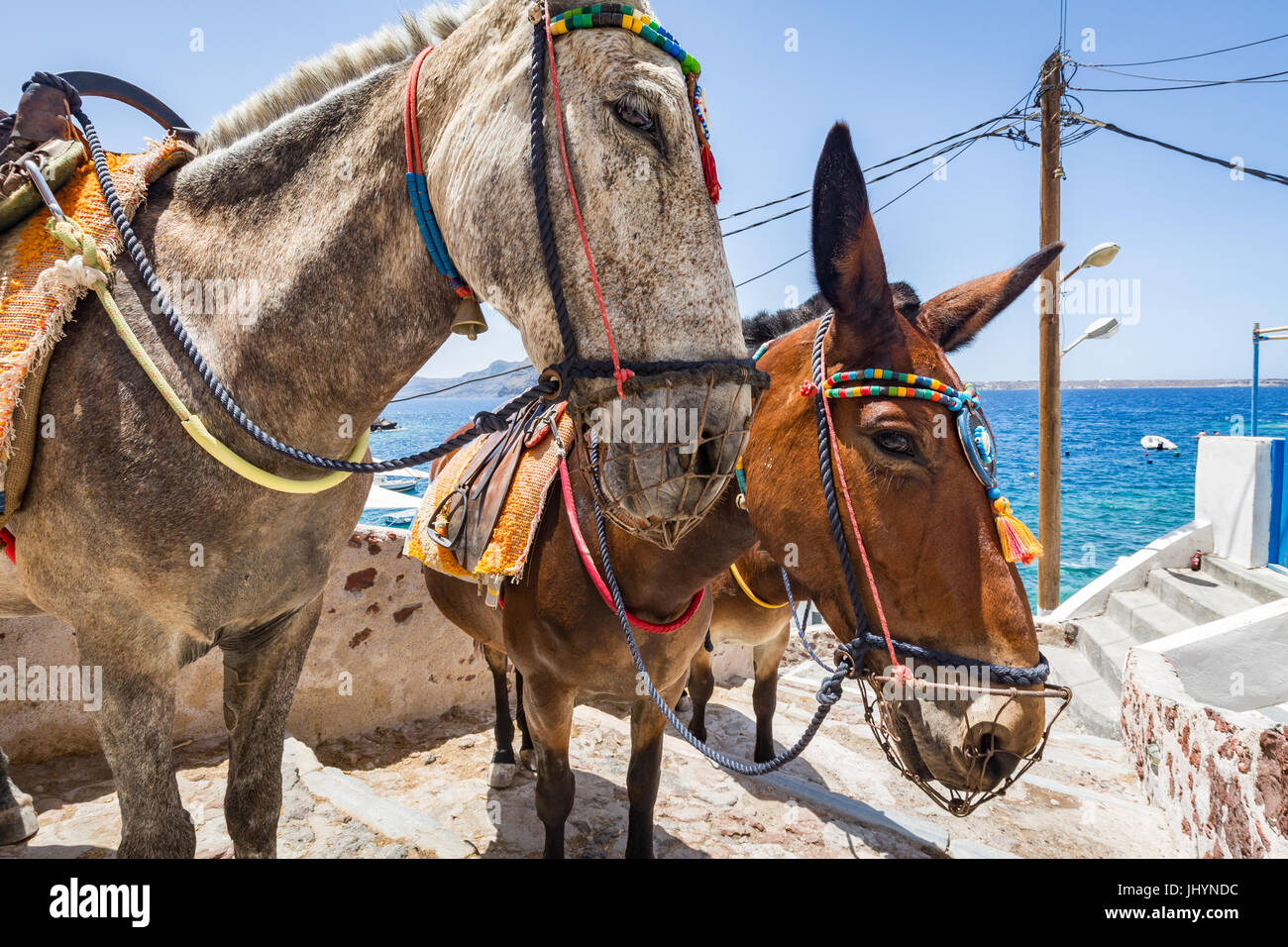 Esel und Maultiere nehmen Touristen und waren von Oia am unteren Rand die Schritte unten, Santorini, Cyclades, griechische Inseln, Griechenland Stockfoto
