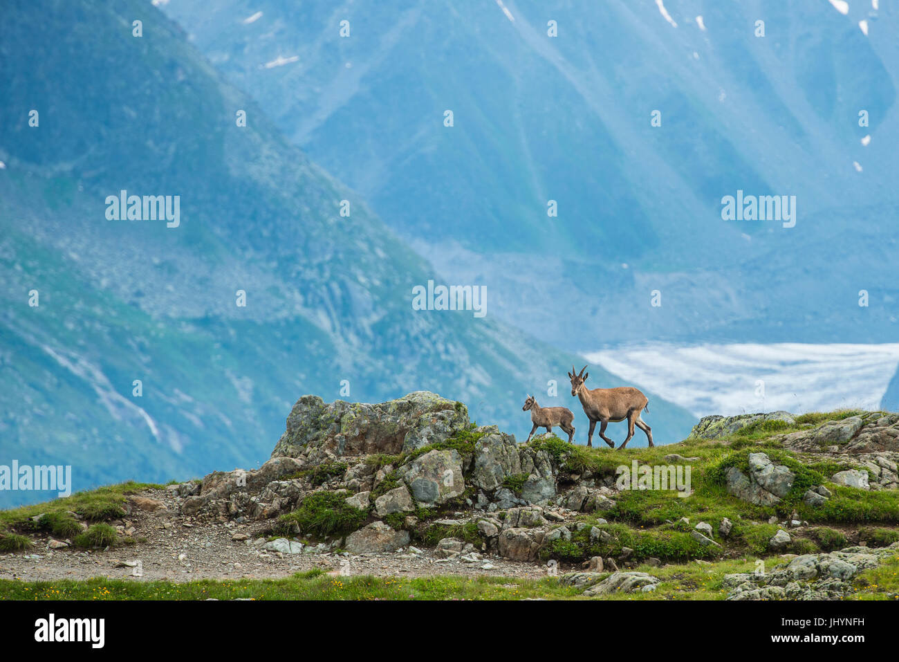 Zwei Steinböcke auf einem Felsen vor Mont-Blanc, Chamonix, Haute Savoie, Frankreich, Europa Stockfoto