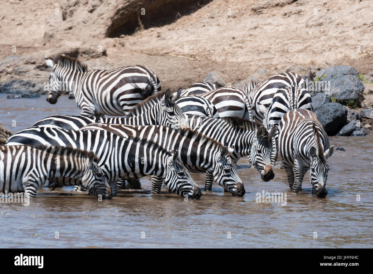 Grant Zebras (Equus Burchellii Boehmi) überquert das Mara River, Masai Mara, Kenia, Ostafrika, Afrika Stockfoto