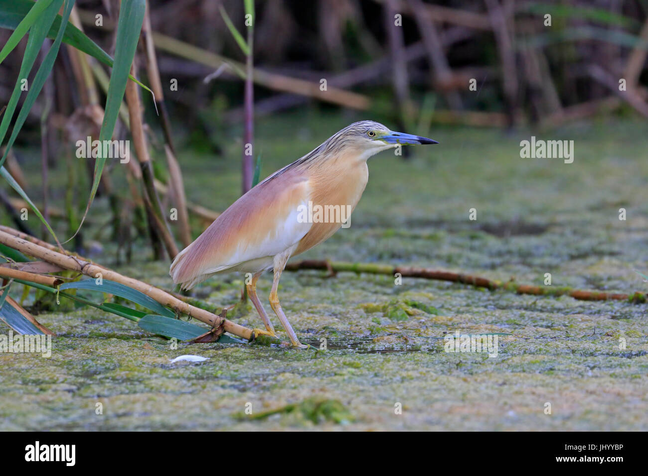 Squacco Heron im Donaudelta Rumäniens Stockfoto