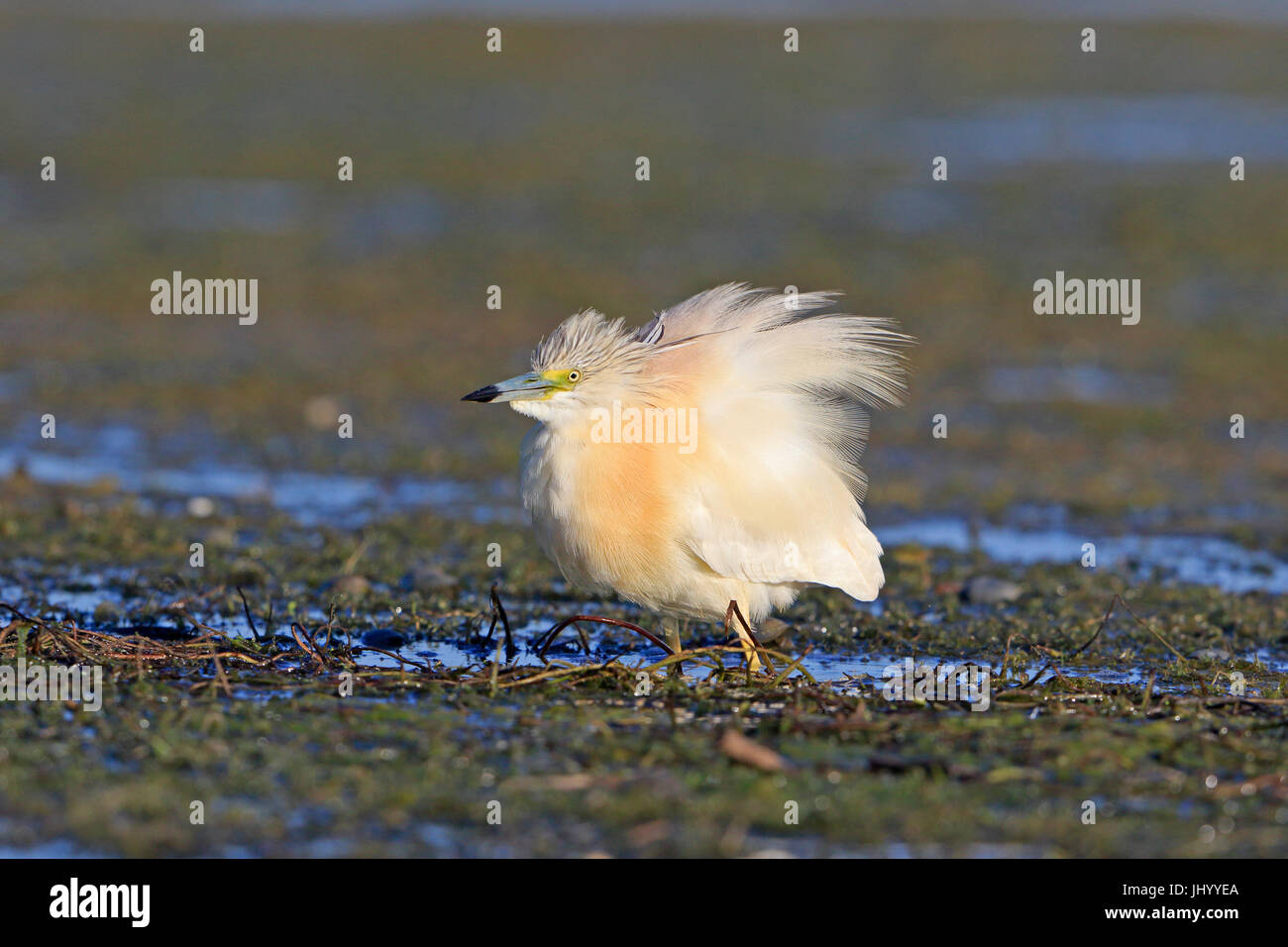 Squacco Heron im Donaudelta Rumäniens Stockfoto