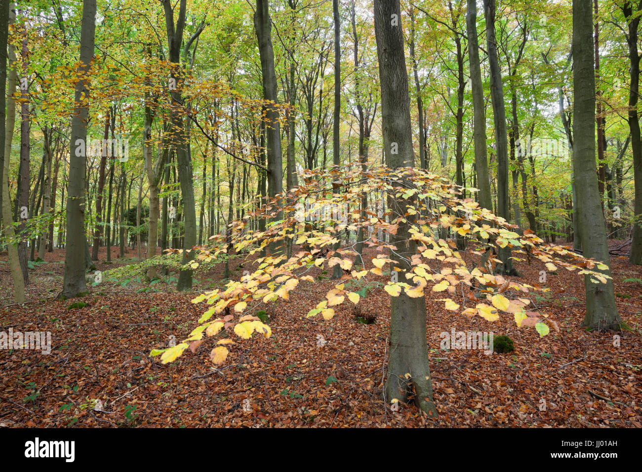 Laubwald mit Buche Bäume im Herbst, in der Nähe von Stow-on-the-Wold, Cotswolds, Gloucestershire, England, Vereinigtes Königreich, Europa Stockfoto