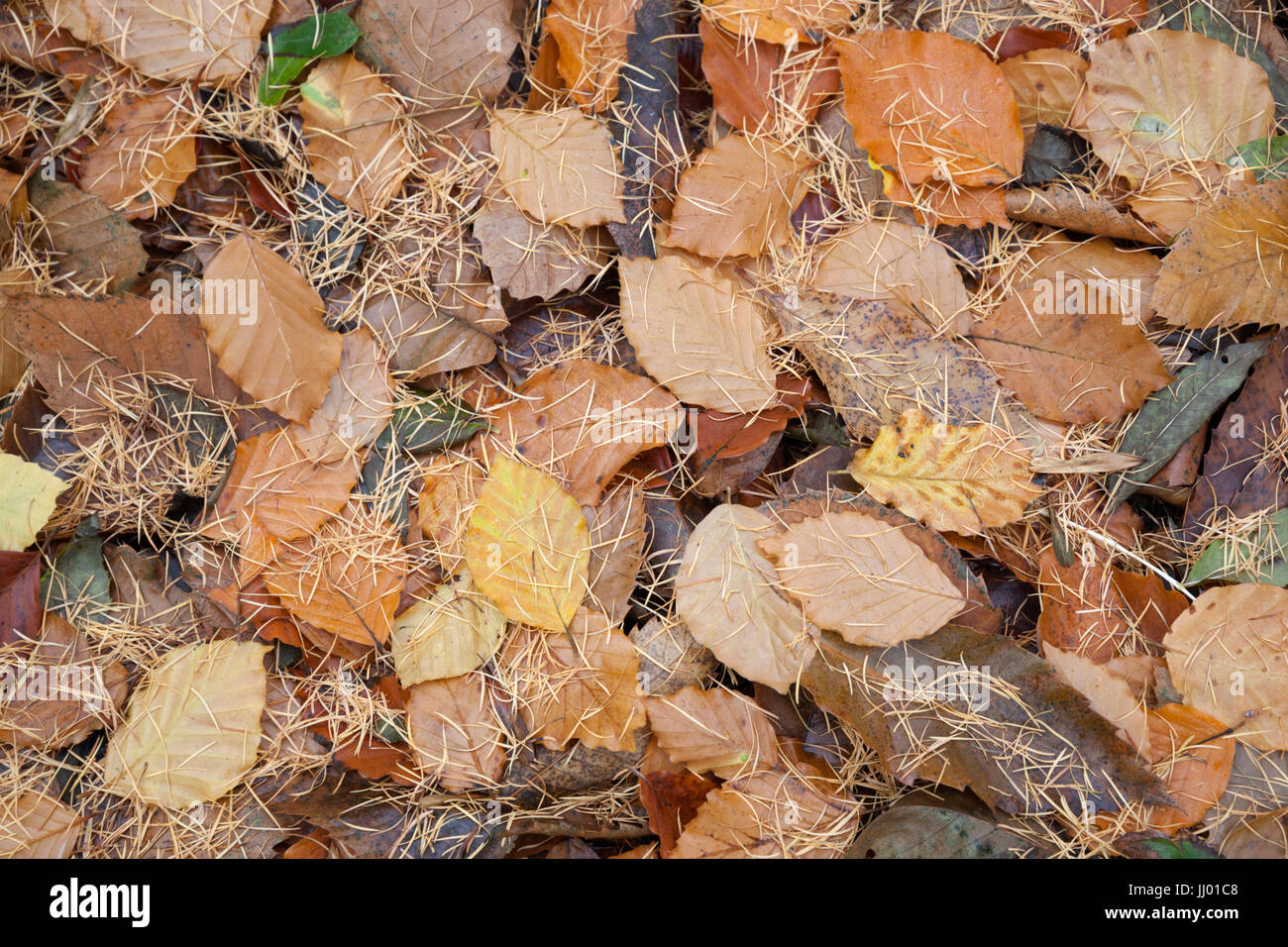 Herbstliche Buche Baum Blätter am Boden, Chipping Campden, Cotswolds, Gloucestershire, England, Vereinigtes Königreich, Europa Stockfoto