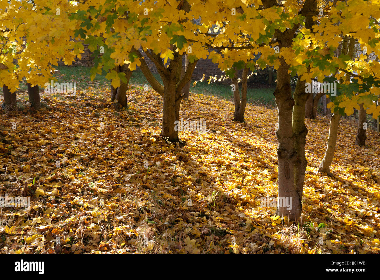 Herbstliche Bäume, Snowshill, Cotswolds, Gloucestershire, England, Vereinigtes Königreich, Europa Stockfoto