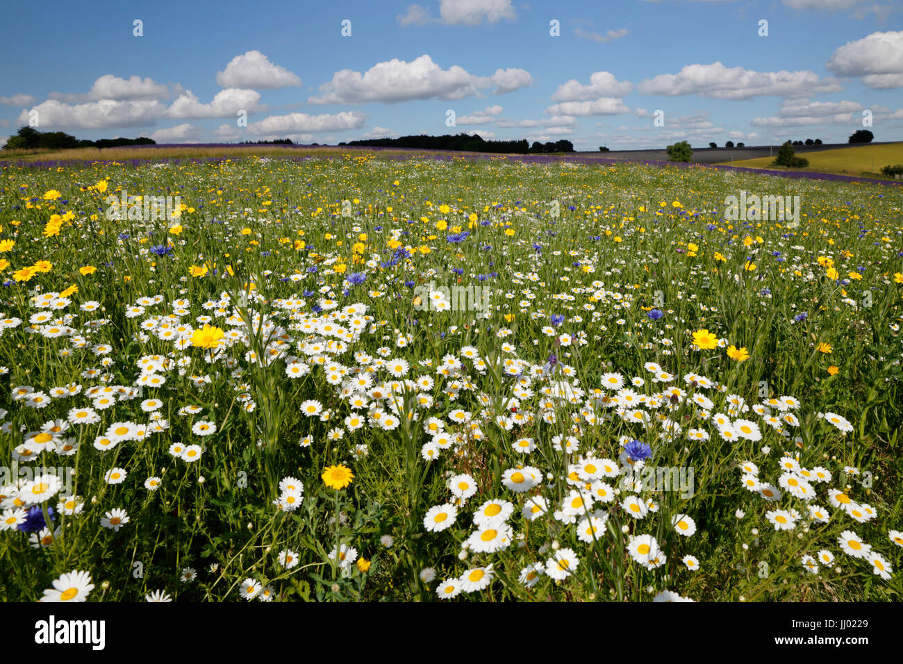 Oxeye Gänseblümchen und andere wilde Blumen wachsen auf Grünland, Snowshilll, Cotswolds, Gloucestershire, England, Vereinigtes Königreich, Europa Stockfoto