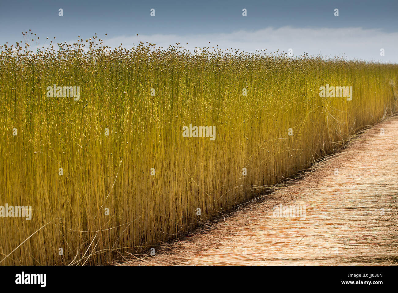 Leinsamen-Ernte in Frankreich Stockfoto