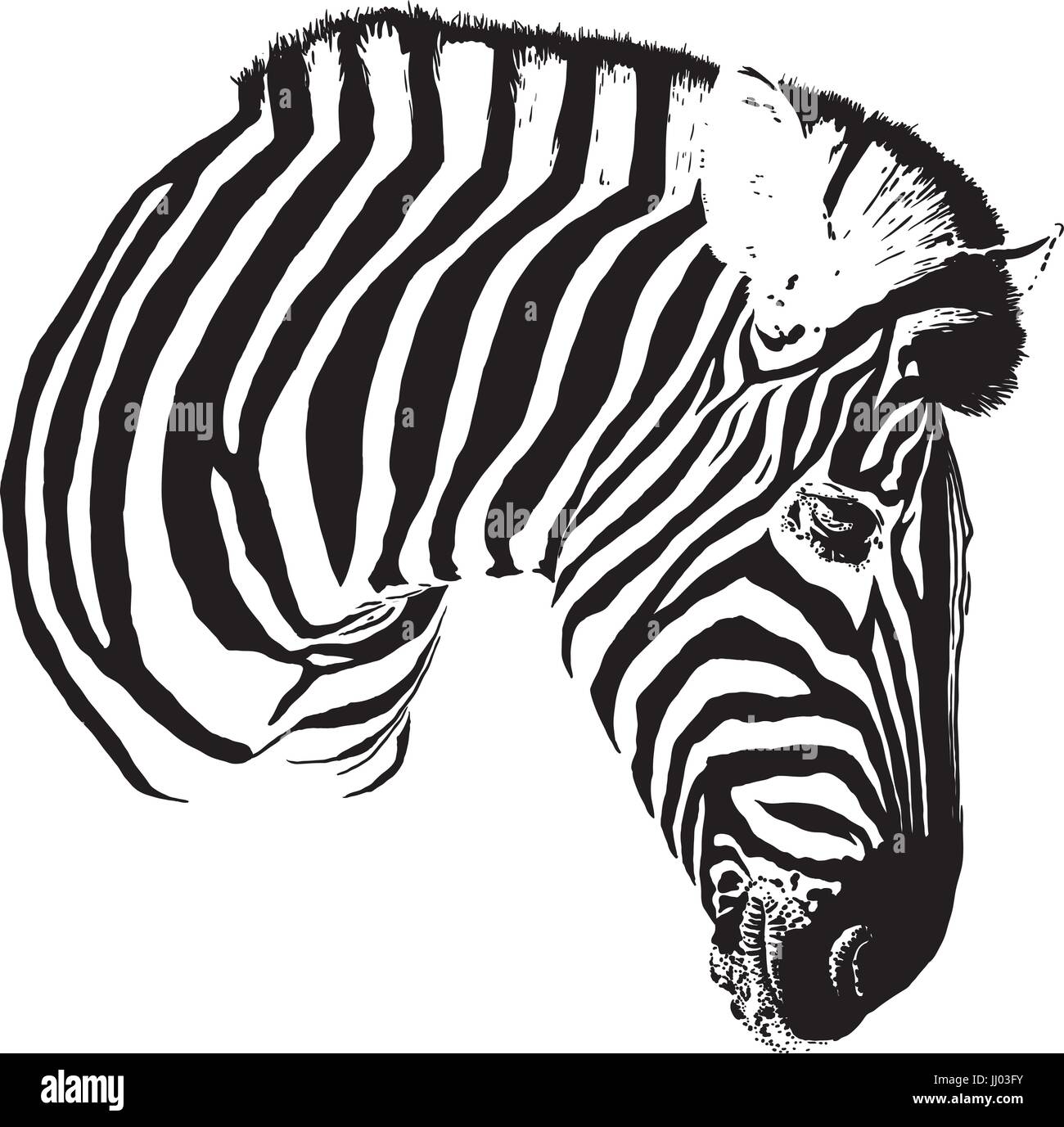 Zebra-Kopf Stock Vektor